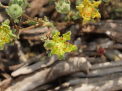 Loasa sigmoidea