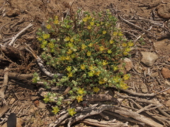 Loasa sigmoidea