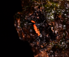 Micrathena pungens
