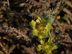 Loasa sigmoidea