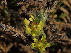 Loasa sigmoidea