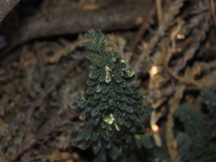 Loasa sigmoidea