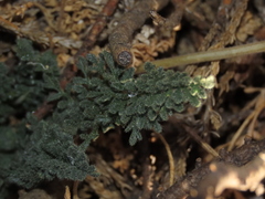 Loasa sigmoidea