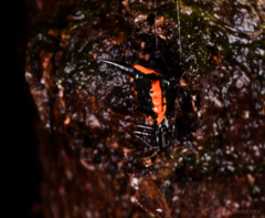 Micrathena pungens