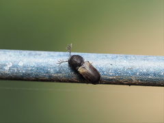 Deroptilinus granicollis