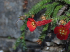 Ourisia polyantha