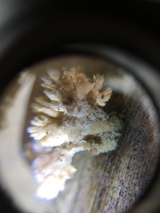 Agaricomycetes