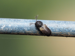 Deroptilinus granicollis