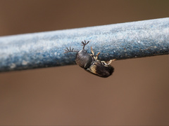 Deroptilinus granicollis
