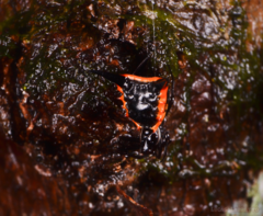 Micrathena pungens