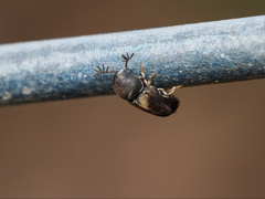 Deroptilinus granicollis