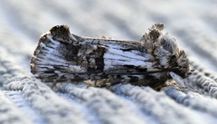 Archaeoses polygrapha