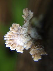 Agaricomycetes