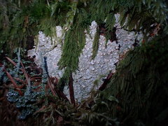 Pertusaria subambigens