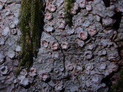 Pertusaria subambigens