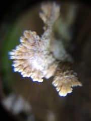 Agaricomycetes