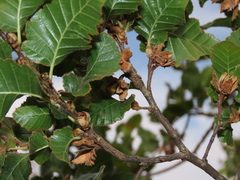 Nothofagus macrocarpa
