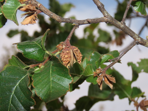 Nothofagus macrocarpa (Nothofagus macrocarpa)