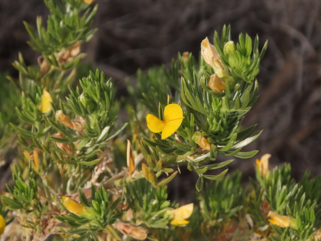 Adesmia loudonia