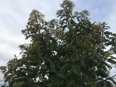 Magnoliopsida