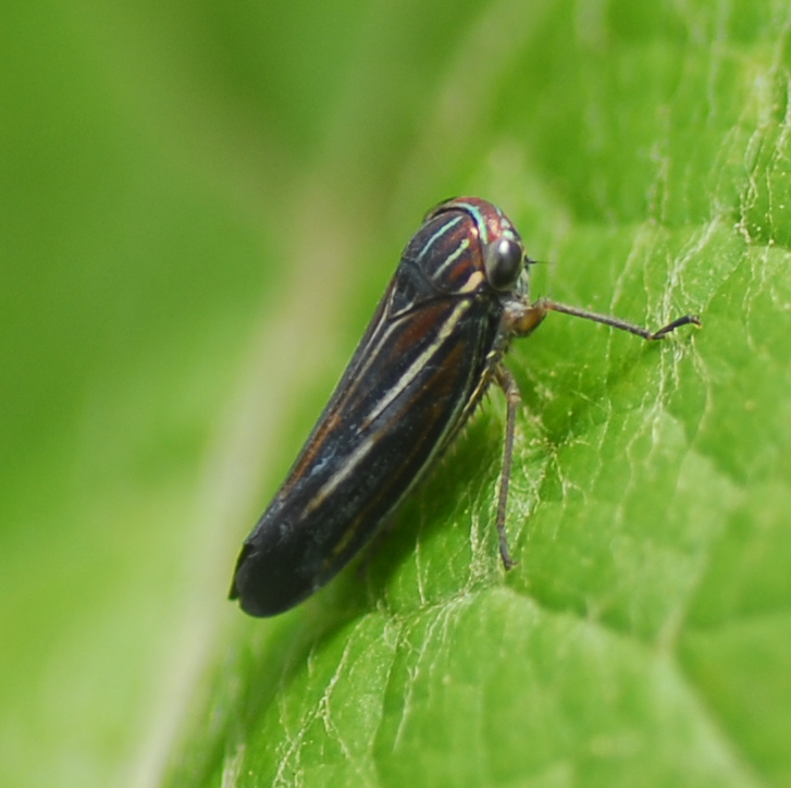Calliscarta mexicana