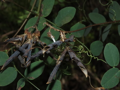 Vicia nigricans