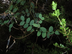 Vicia nigricans