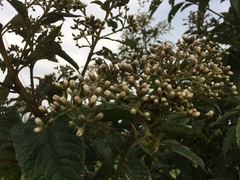 Magnoliopsida
