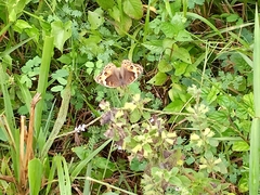 Junonia orithya