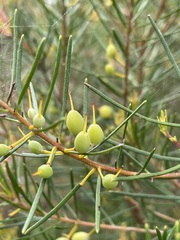 Persoonia virgata