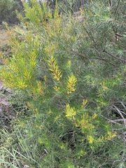 Persoonia virgata
