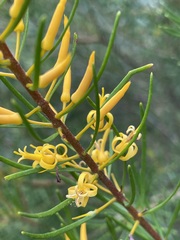 Persoonia virgata