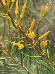 Persoonia virgata