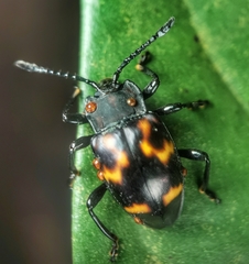 Gerstaeckerus rubropictus