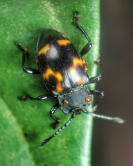 Gerstaeckerus rubropictus