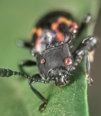 Gerstaeckerus rubropictus