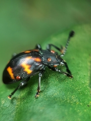 Gerstaeckerus rubropictus
