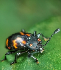 Gerstaeckerus rubropictus