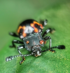 Gerstaeckerus rubropictus
