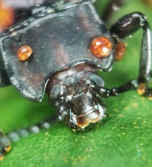 Gerstaeckerus rubropictus