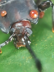 Gerstaeckerus rubropictus