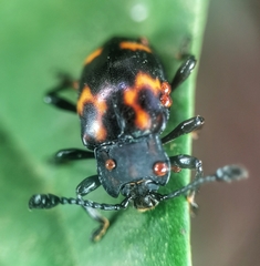 Gerstaeckerus rubropictus