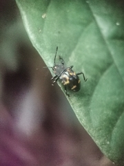 Gerstaeckerus rubropictus