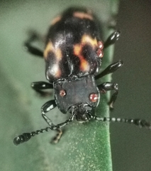 Gerstaeckerus rubropictus