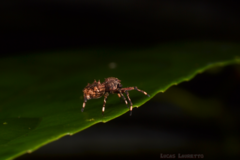 Bucranium taurifrons