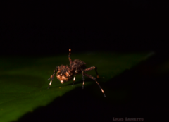 Bucranium taurifrons