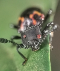 Gerstaeckerus rubropictus