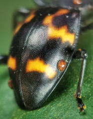 Gerstaeckerus rubropictus