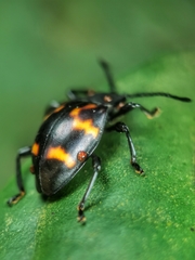Gerstaeckerus rubropictus