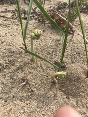 Pteridium latiusculum japonicum